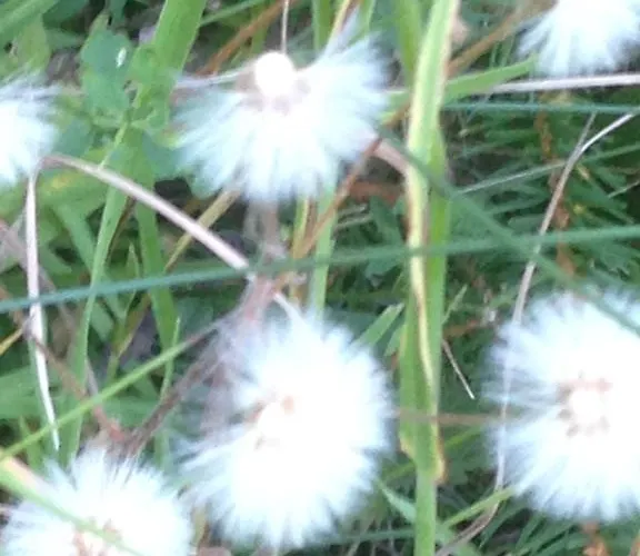 Moritz كاونرتال